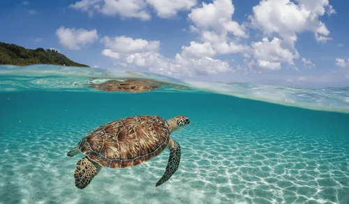 Delek Holbox Feb D (1)